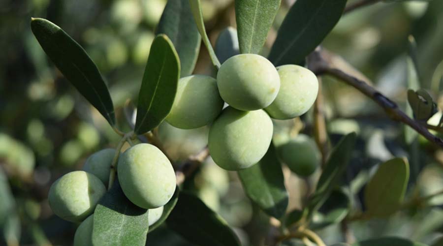 Rameau d'olivier avec des olives vertes, ingrédient naturel utilisé dans les produits de soin visage bio et naturels de IUM Paris.