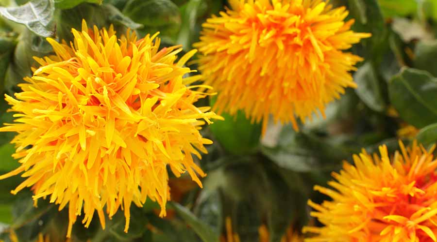 Fleurs de carthame jaune vif, ingrédient naturel utilisé dans les produits de soin visage bio et naturels de IUM Paris.