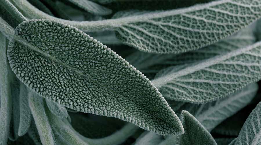 Feuilles de sauge utilisées en cosmétique naturelle pour purifier, apaiser et rééquilibrer la peau.