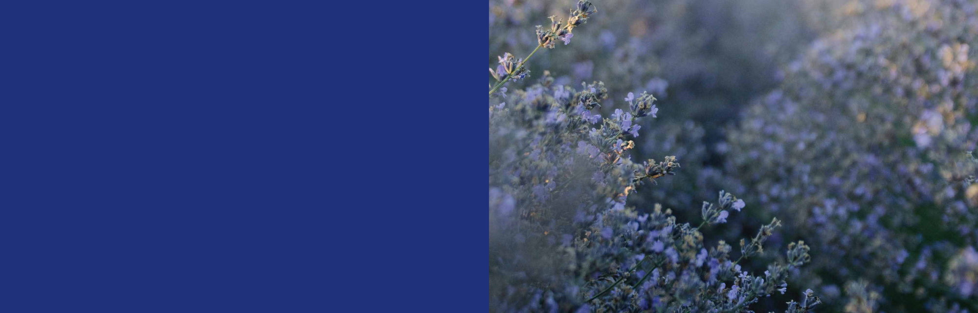zoom champs de lavande fond bleu