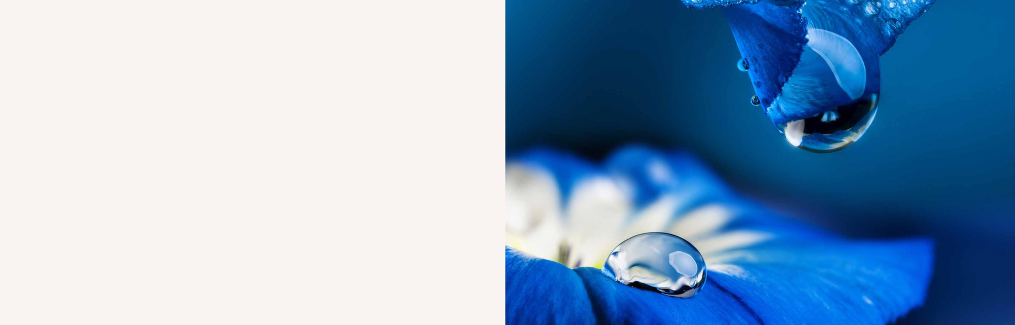 Bannière cosmétique illustrant une goutte d'eau pure sur un pétale bleu, symbolisant la naturalité et l'efficacité des soins bio et vegan IUM Paris.