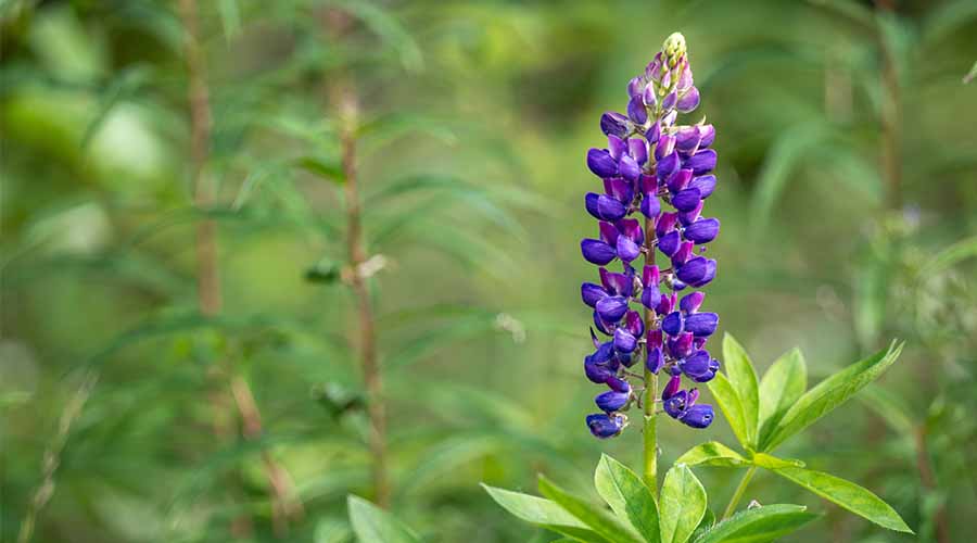 Le Lupin : Un Trésor de Beauté