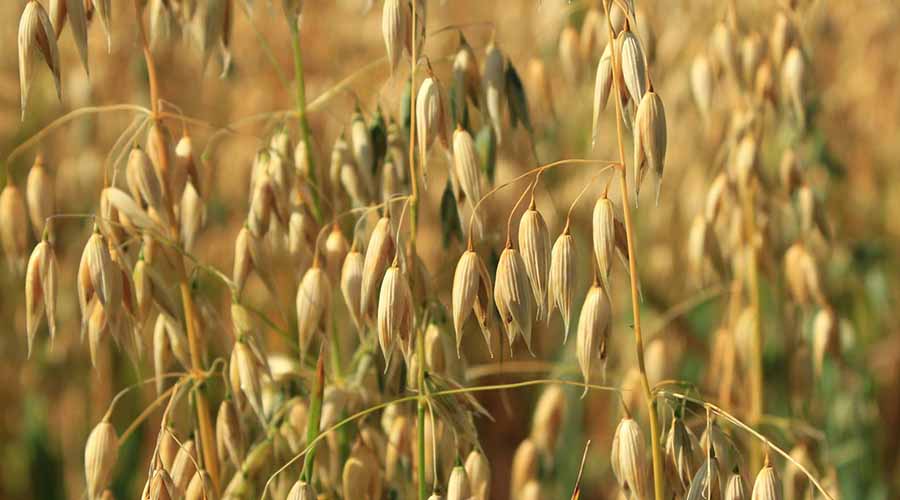 Avena: un poderoso calmante para la piel sensible