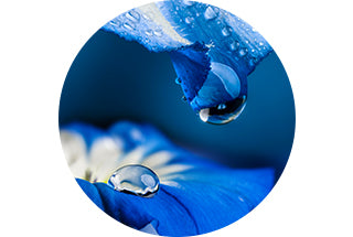 zoom goutte d'eau sur fleur bleue