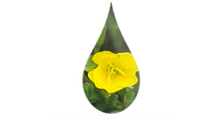 Fiore giallo di enotera in una goccia