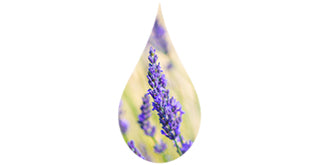 Lavender flowers in a drop