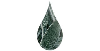 Sage leaves in a drop