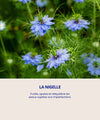 Nigella ingrediente activo de los productos para el cuidado de la piel IUM Paris x Officine du Monde, reconocida por sus propiedades purificantes y equilibrantes sobre la piel.